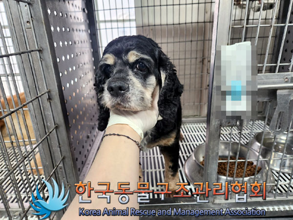 한국동물구조관리협회_411310202300111